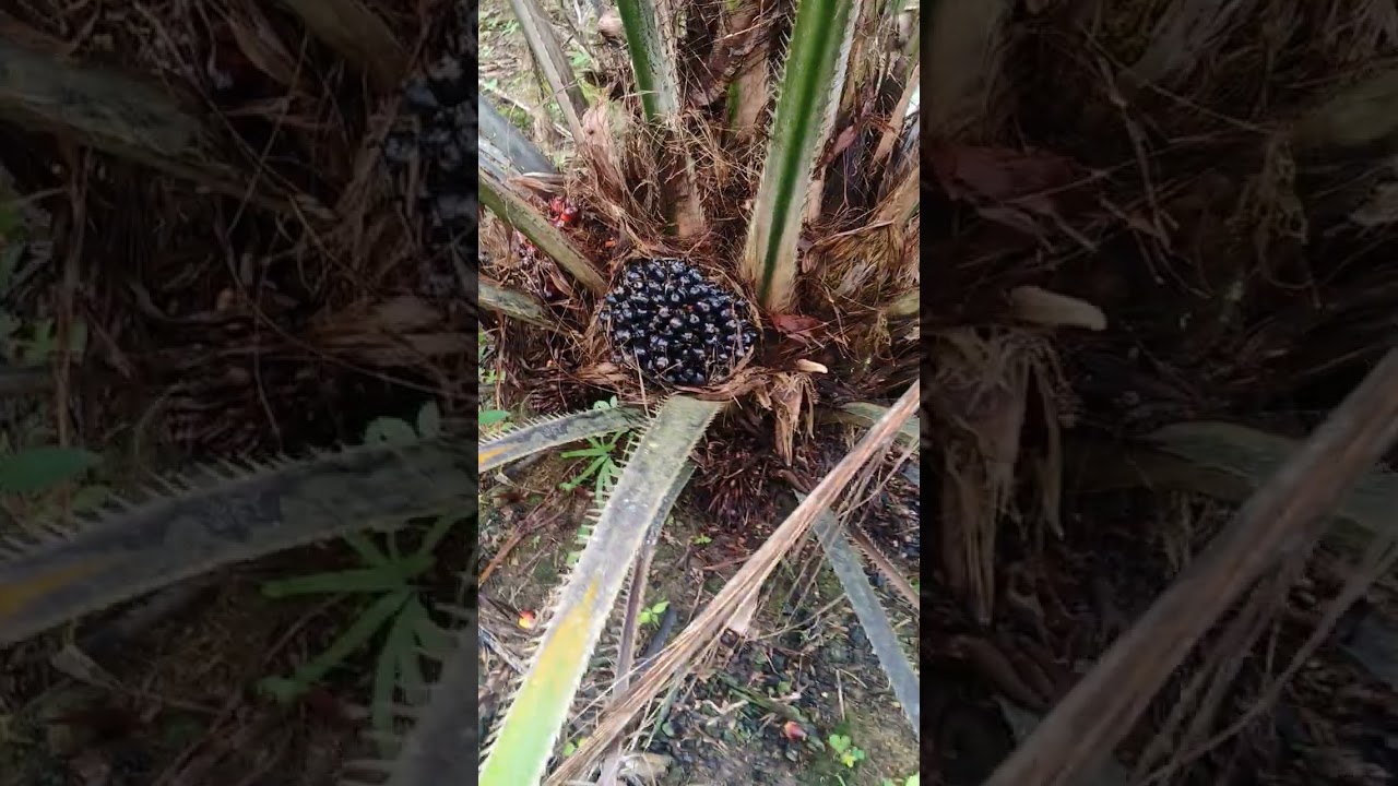 pokok saiwt cantik tanpa pakis