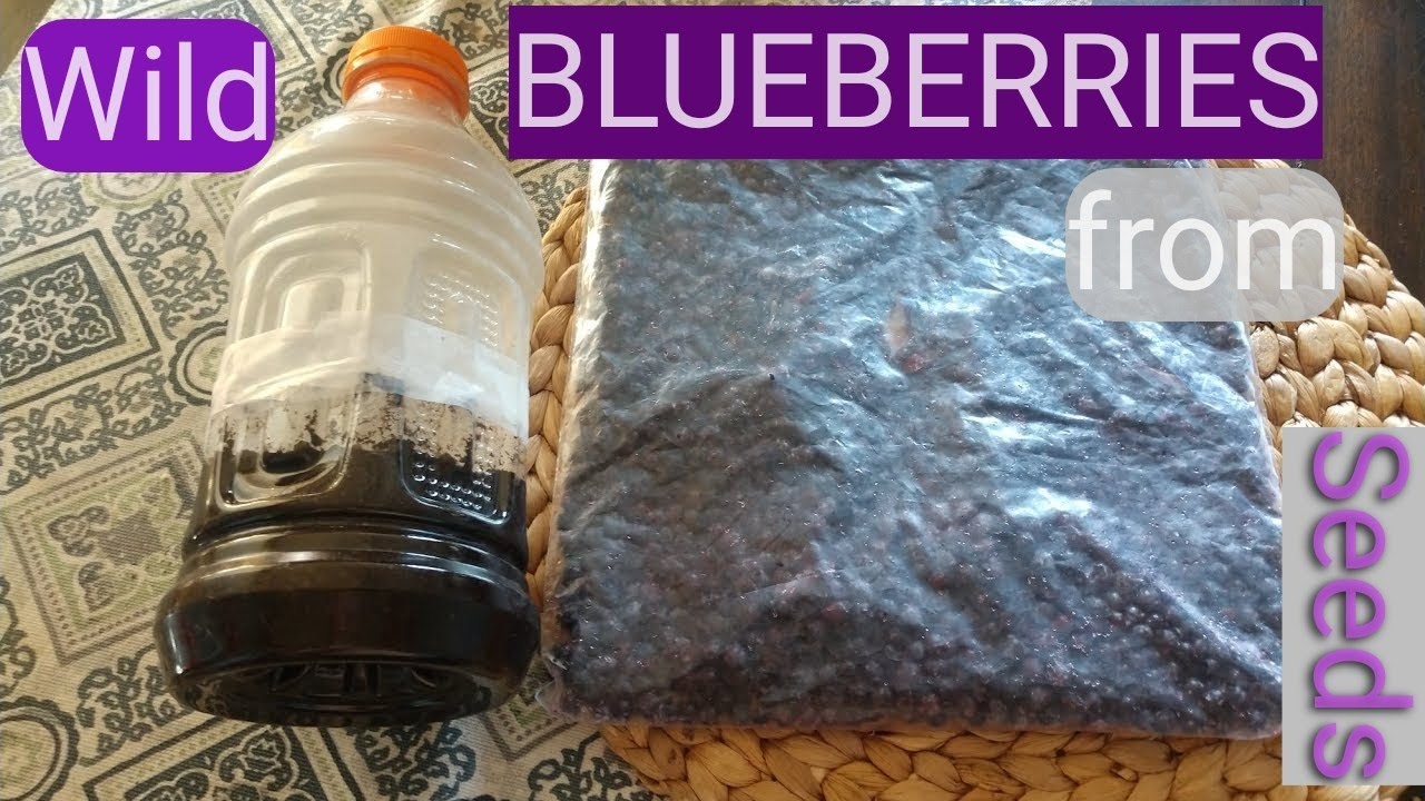 Starting wild blueberries from seed. Paper towel vs. winter sowing method with demonstration.