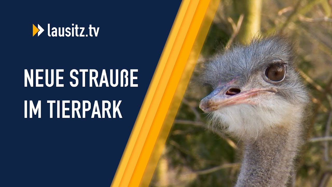 Sprintstarke Neuzugänge im Tierpark Cottbus
