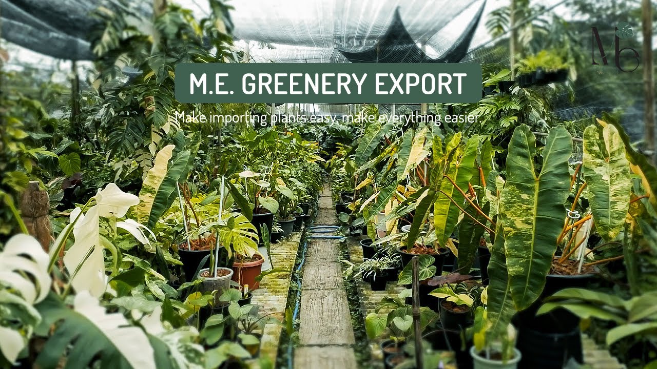 M.E. GREENERY EXPORT (Thailand) - Make importing plants easy, make everything easier