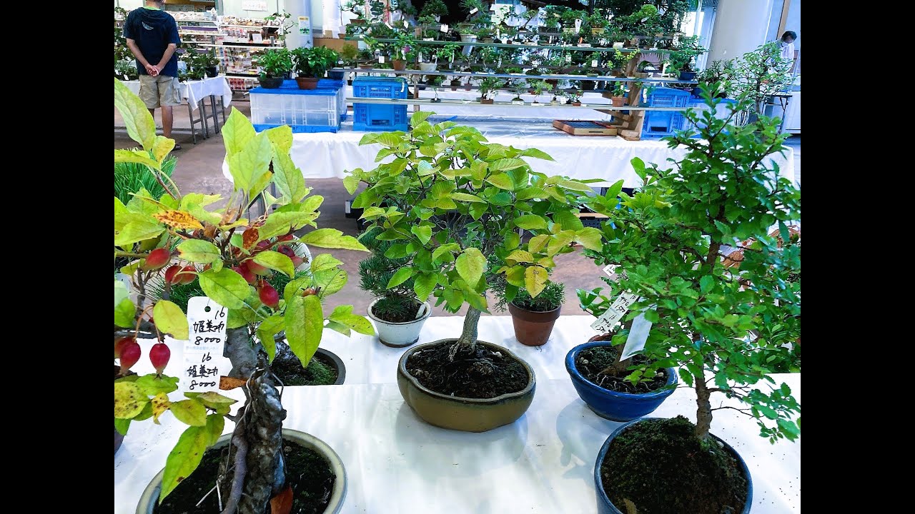 # 4  Angyo EXHIBITION AND SALE of shohin bonsai and Autumn wild grass 2022 , JP