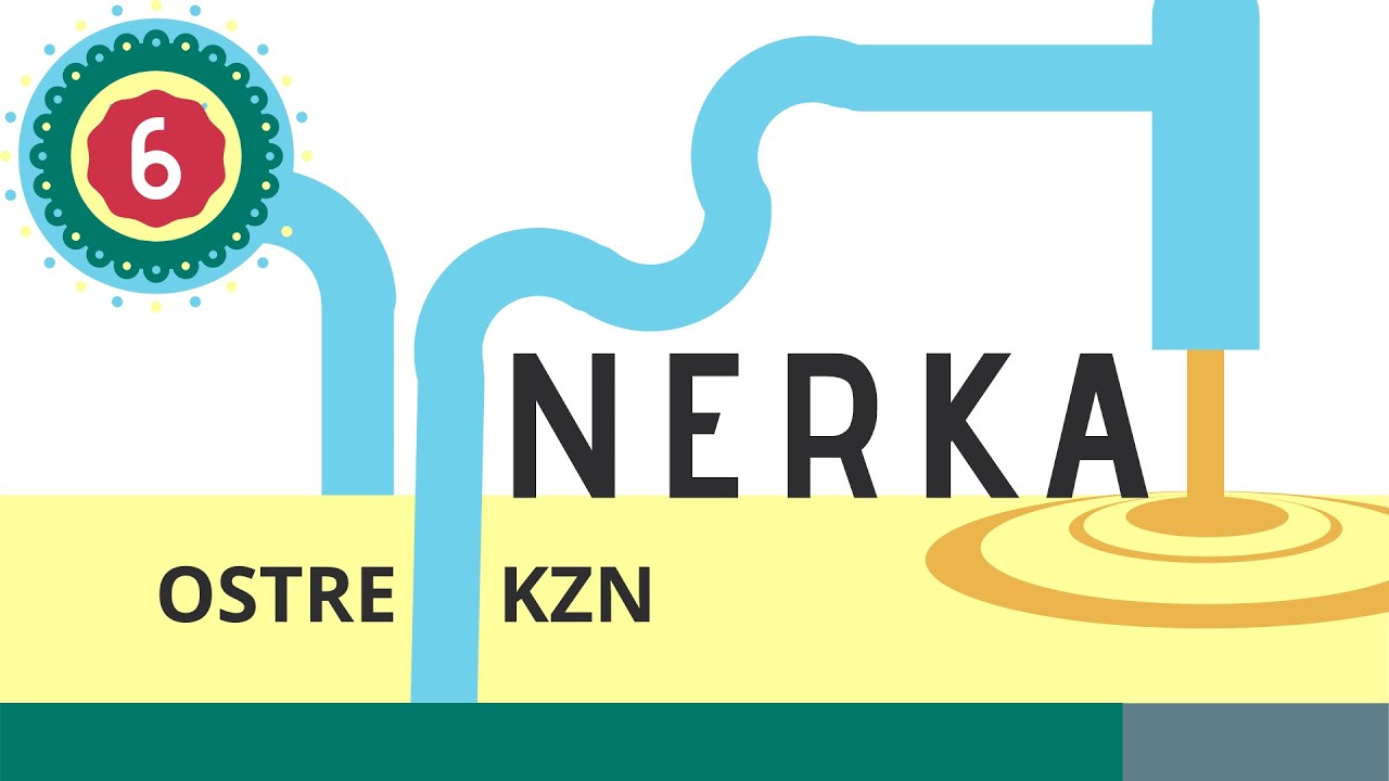 Nerka 6: Ostre kłębuszkowe zapalenie nerek (poinfekcyjne)