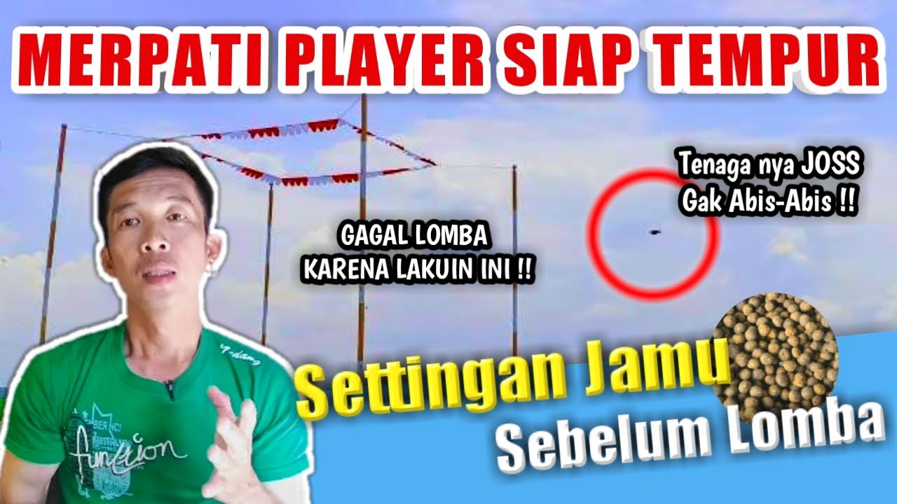MERPATI MAU LOMBA ? TRIK SETTING JAMU UNTUK PLAYER JUARA !!