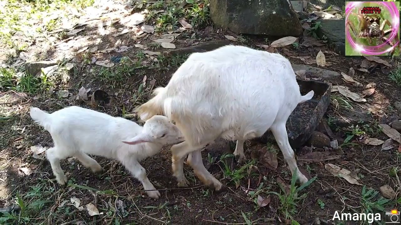Baby Goat drinking milk 🥛
