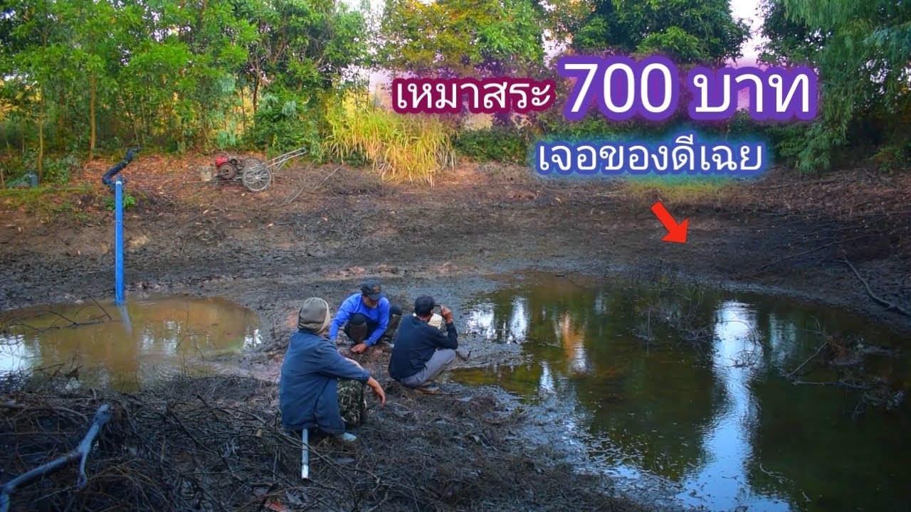 เหมาสระ 700 บาท เจอฝูงปลานิลธรรมชาติ มาได้ไง โอกาสเจอน้อยมาก คุ้มไหม / บ้านนอก EP.430