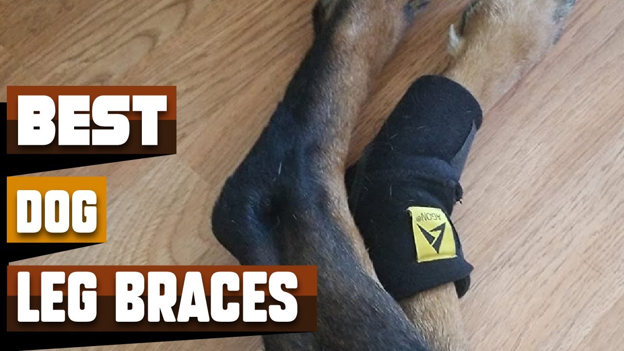 Best Dog Leg Braces In 2026 - Top 10 Dog Leg Braces Review