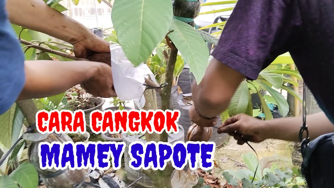 Cara Memperbanyak Mamey Sapote ll Cangkok Sawo Jumbo