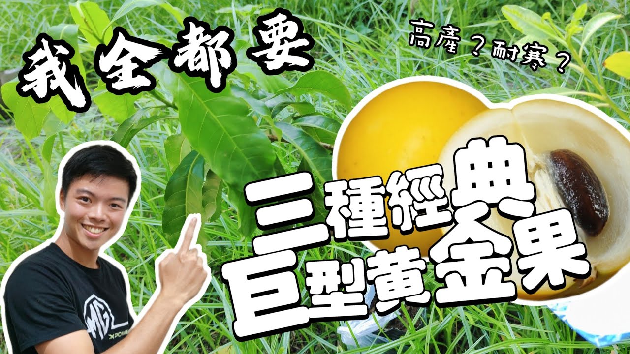 跳脫印象 新品種黃金果種植 大挑戰🔥 一次種植三種巨型黃金果 | 中部能過冬嗎？黃金果種植介紹 久大黃金果 大金沙 熊讚 | 紅龍兄