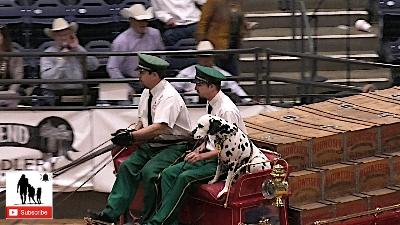 Budweiser Clydesdales - 2019 WRCA World Championship Ranch Rodeo (Sunday)