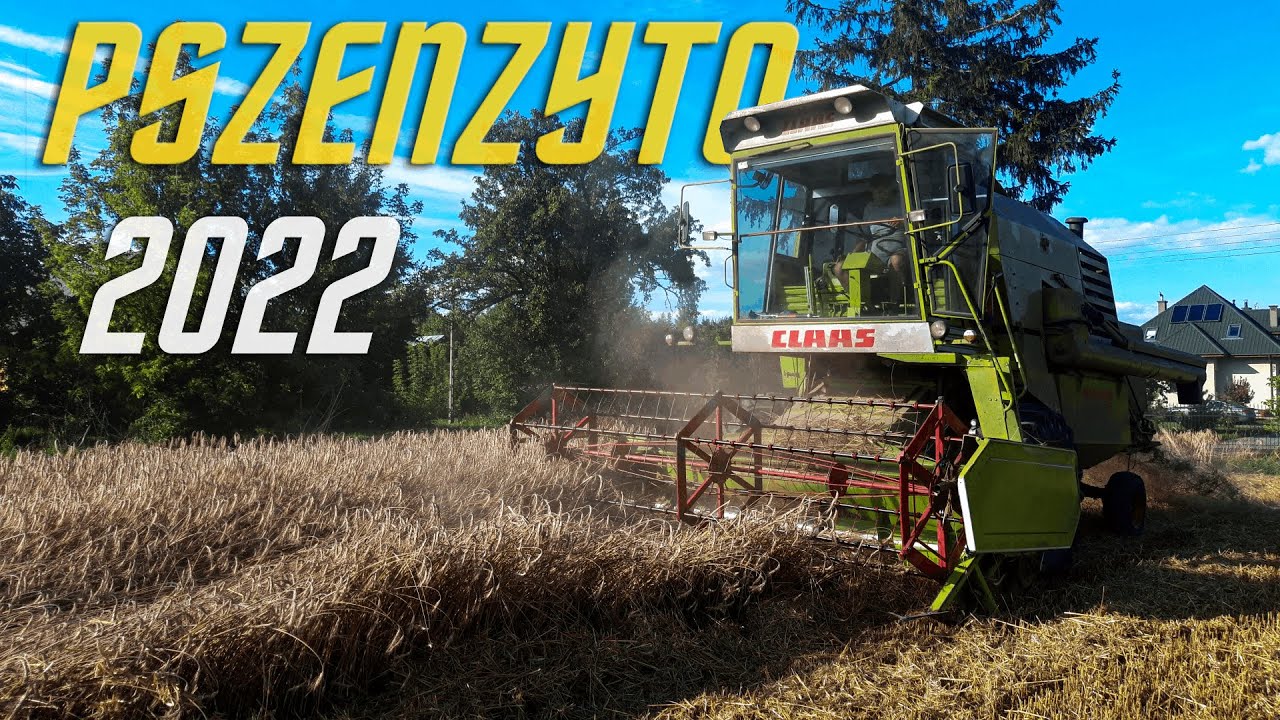 PIĘKNE ŻNIWA PSZENŻYTA 🌾🔥 CLAAS & MASSEY FERGUSON W AKCJI🔥