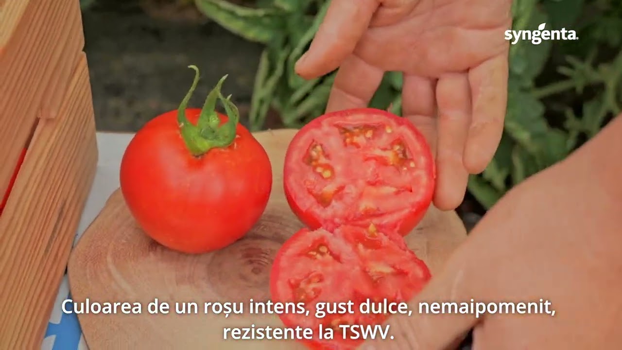Testimonial Totu Florina, Băleni - Sârbi, jud. Dâmbovița, tomate  Paronema F1