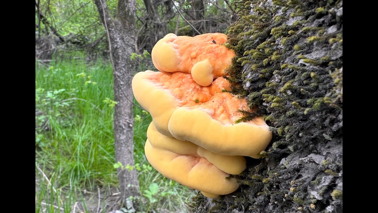 Jestiva gljiva &scaron;umsko pile - Laetiporus sulphureus