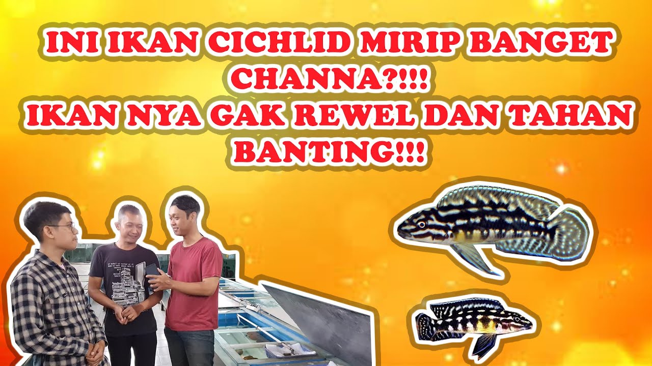 CARA MUDAH BREEDING IKAN JULIDO CHROMIS MARLIERI!!!