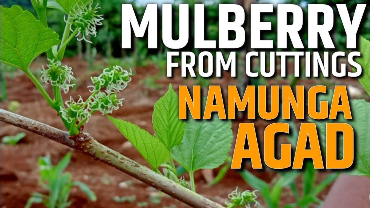 PAANO MAGTANIM NG MULBERRY MULA SA SANGA - BUMUNGA AGAD | D' Green Thumb