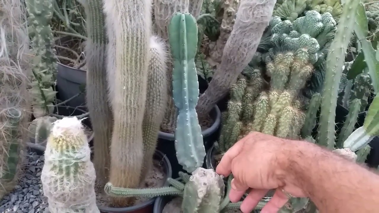 سقي الصبار وتوضيح امور مهمة تخص هذا النبات الجميل@walidalsamari9227