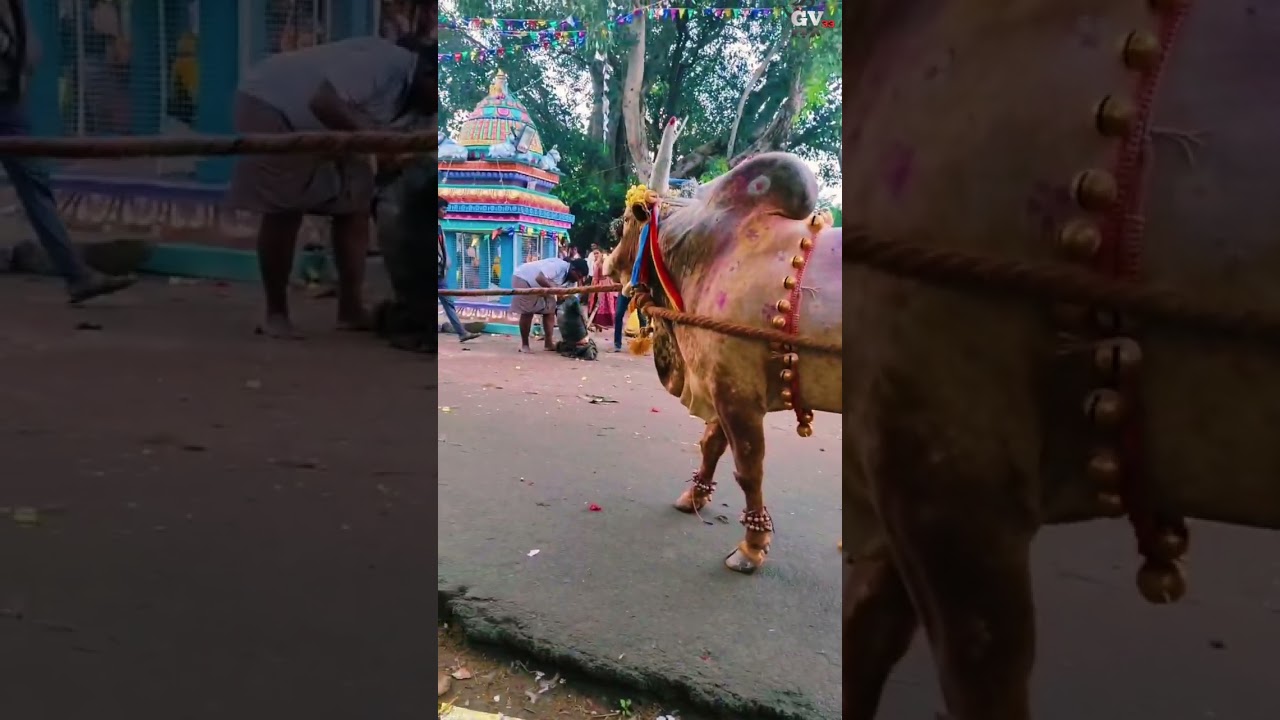 ஊத்தங்கரை உப்பாரப்பட்டி எருது கட்டு திருவிழா🔥🎊#om #jallikattu #tamil #shorts #india #festival