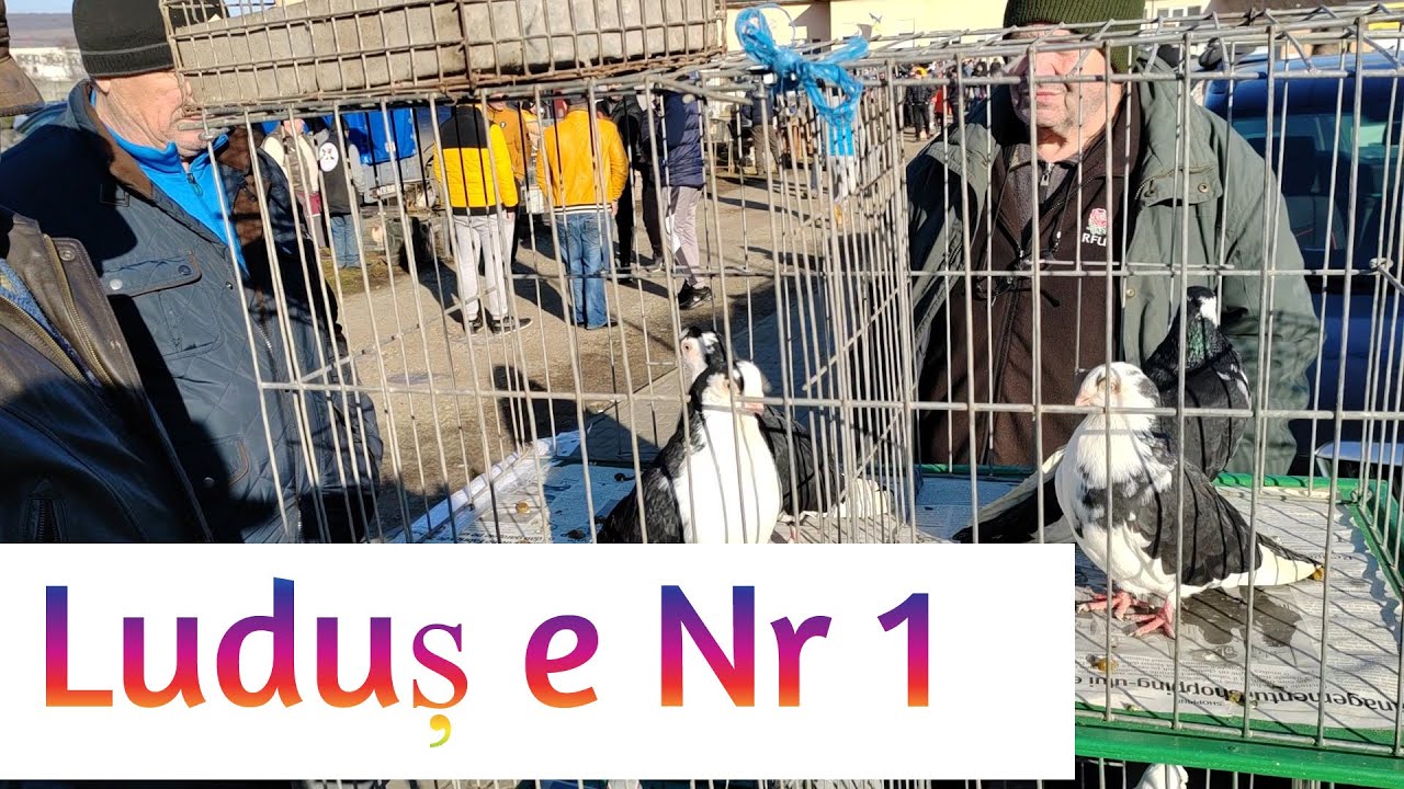 Targ porumbei si alte animale Ludus 05.01.2025 Part 2