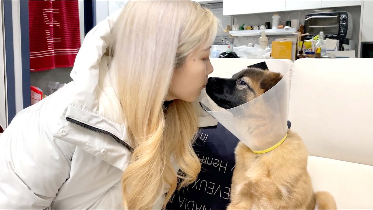 아픈 새끼 강아지 보살펴주자 보인 감동적인 행동 / 임보 강아지