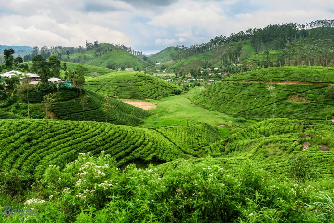 Exploring Sri Lanka's Tea Plantations