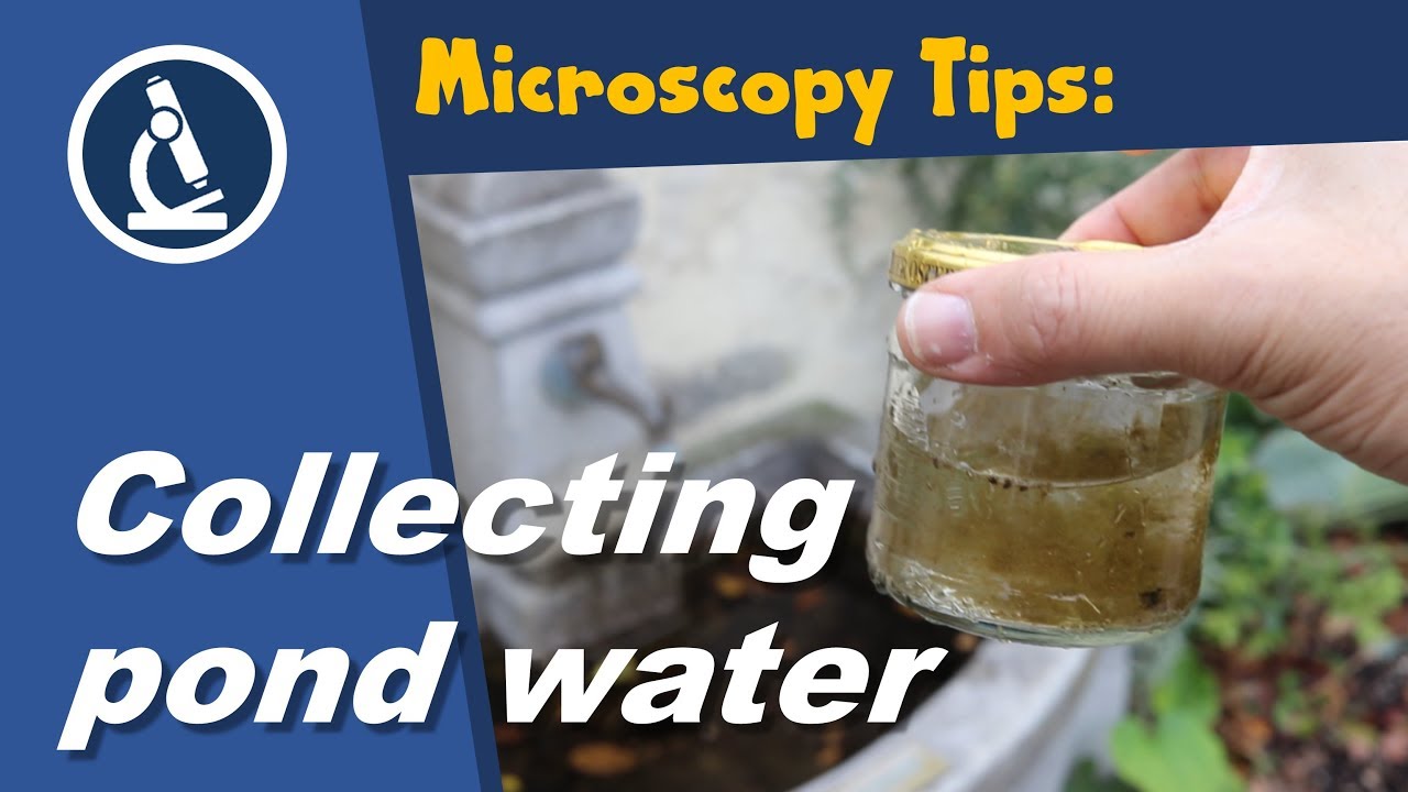 🔬 089 - How can you collect pond water for microscopy? | Microscopy