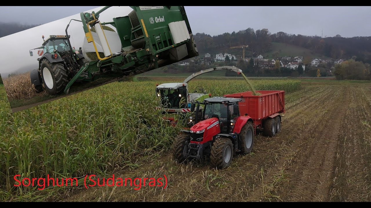 SORGHUM (Sudangras)-ernte mit Claas Jaguar 890 und Orkel Maisballenpresse im Einsatz