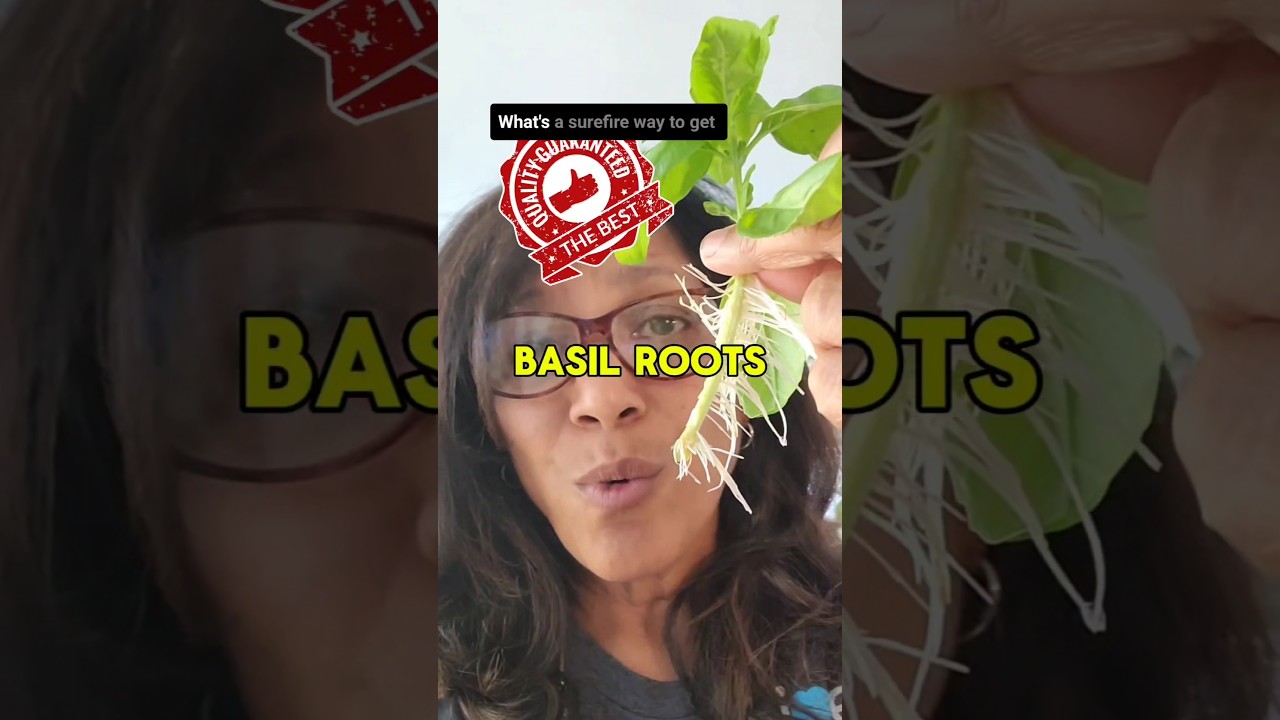 Хотите вырастить базилик в помещении этой зимой? СДЕЛАЙТЕ ЭТО СЕЙЧАС!