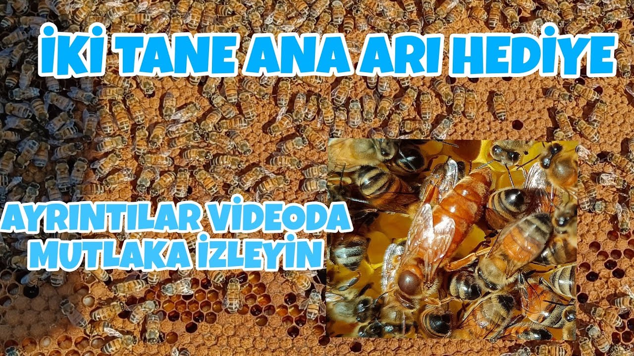 İKİ TANE İTALYAN ANA ARI HEDİYE