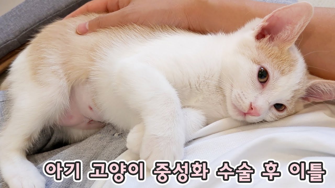 크리미 중성화하고 왔어요 - 아기 고양이 중성화 수술 후 이틀