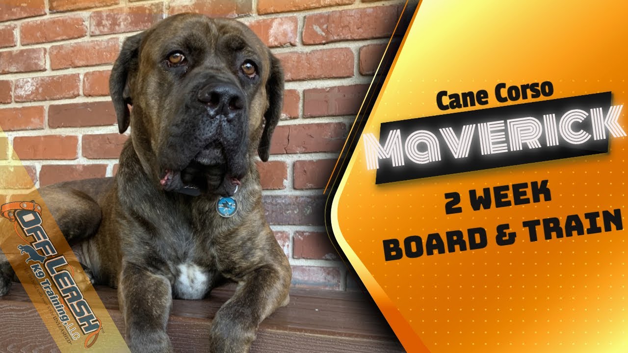 Cane Corso "Maverick" | Giant Breeds | Bay Area Dog Training