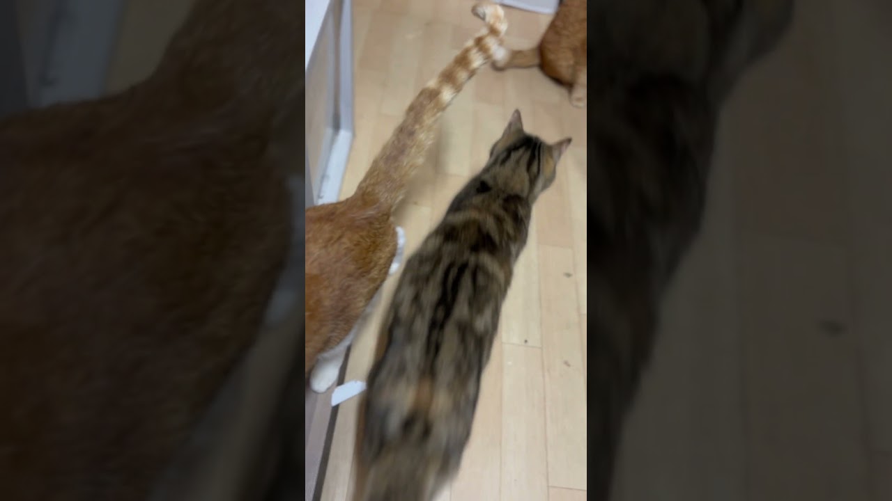 春風丸