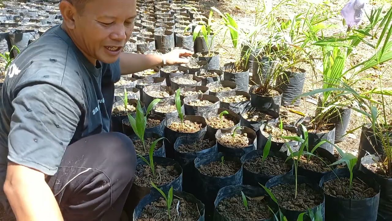 BIBIT SAWIT CABUTAN (I)
