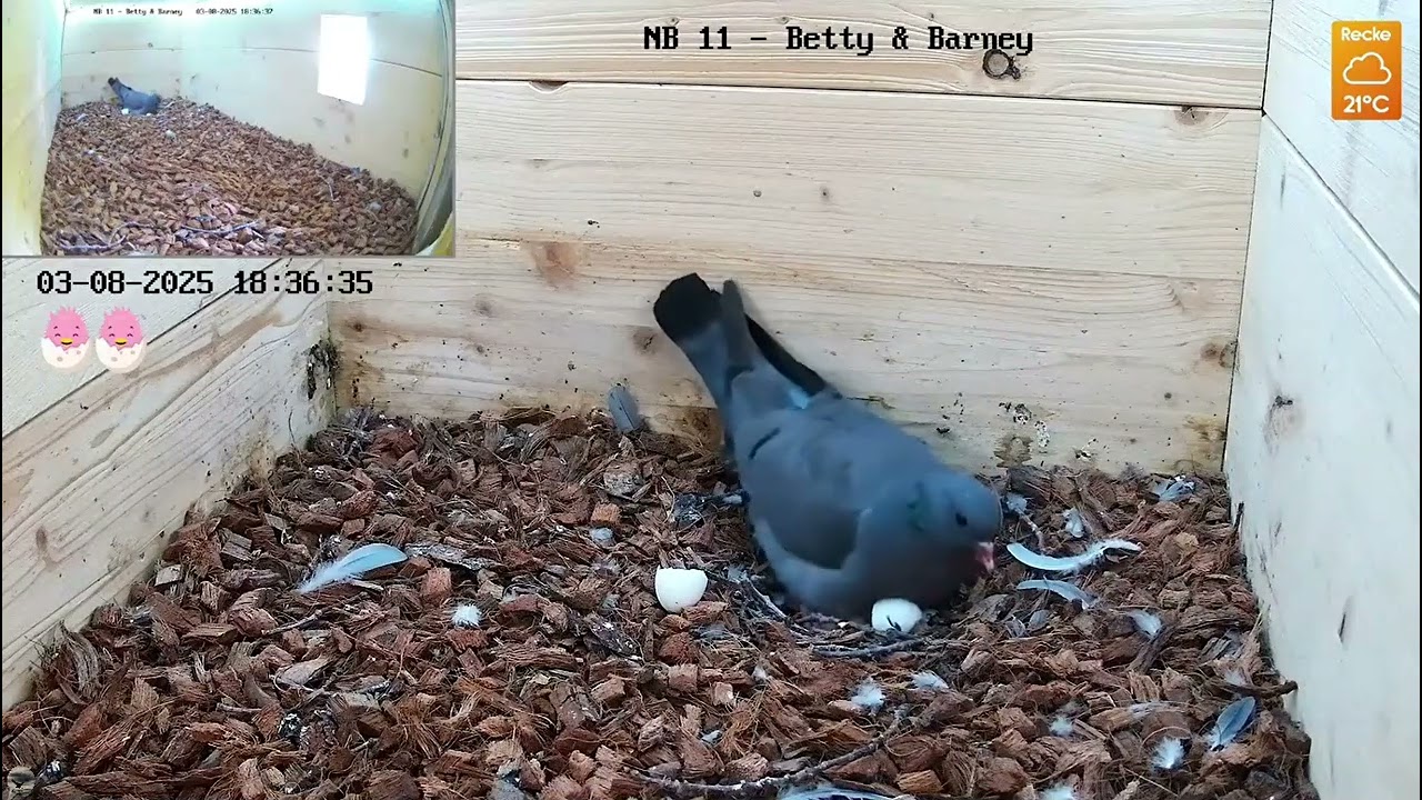 Stock Dove (Columba oenas) - Two chicks 🐤🐤😘😍 - Recke (DE) - 03.08.2025