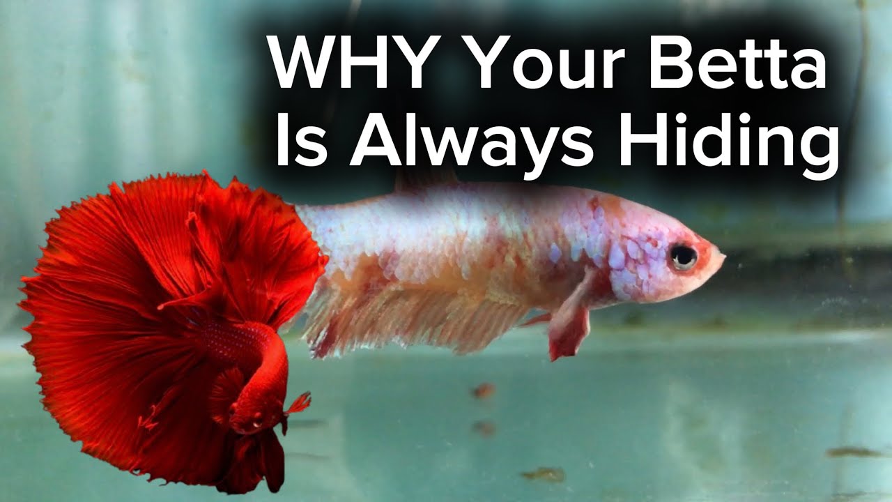 Why Your Betta Fish Hides All Day: The Real Environmental Reasons Behind This Behavior