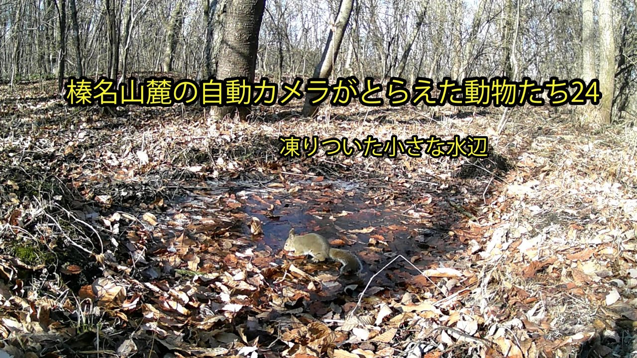榛名山麓の自動カメラがとらえた動物たち24 　凍りついた小さな水辺