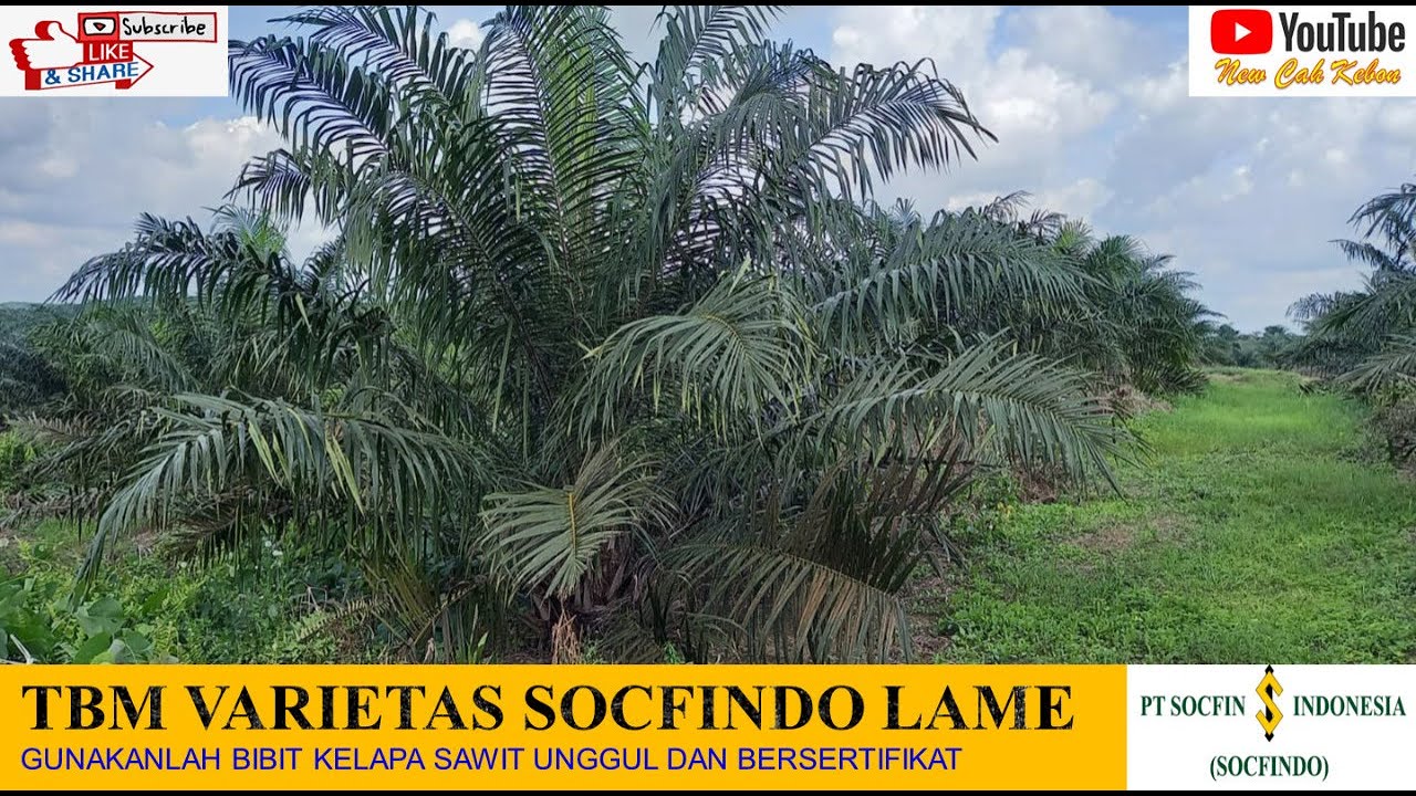 Perkembangan Kelapa Sawit Varietas SOCFINDO LAME di Fase TBM II