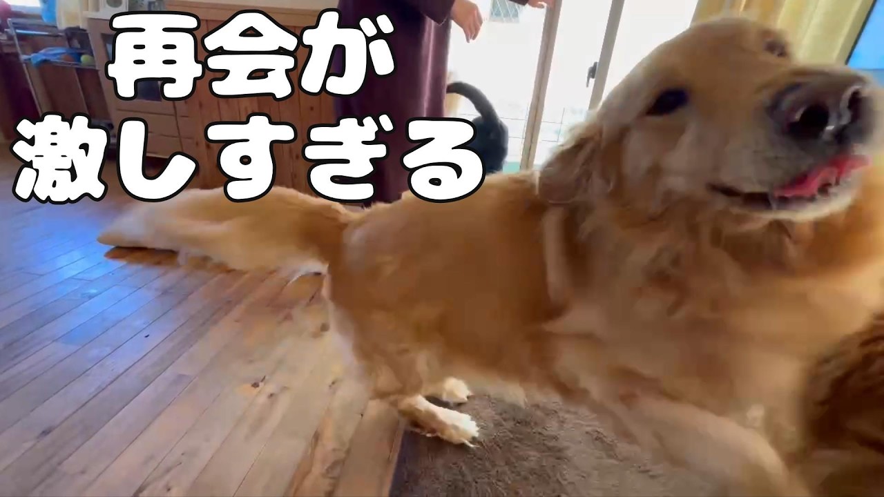 兄弟犬に会ったら大騒ぎになりました