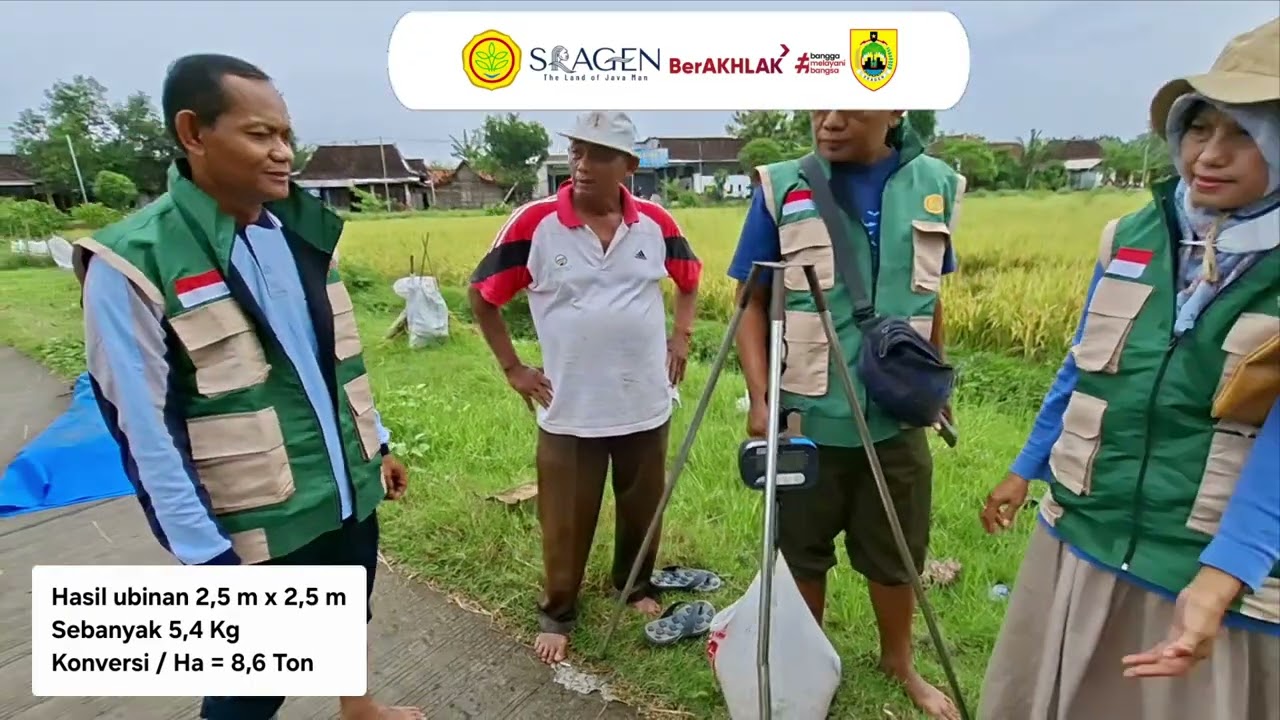 Ubinan di Poktan Tani Maju Kedungupit Sragen