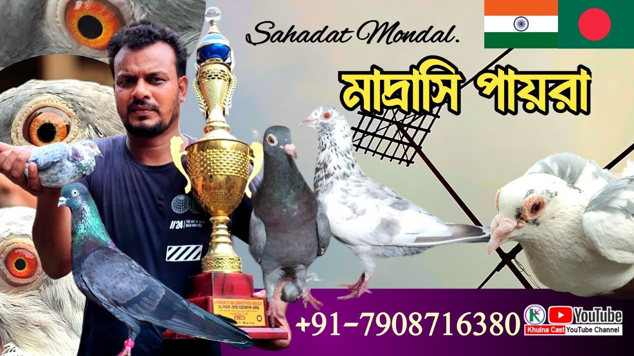 মাদ্রাসি পায়রা মানেই ১২ ঘন্টা প্লাস।। টিপলার আব্লুক টাইগার।। Indian pigeon loft