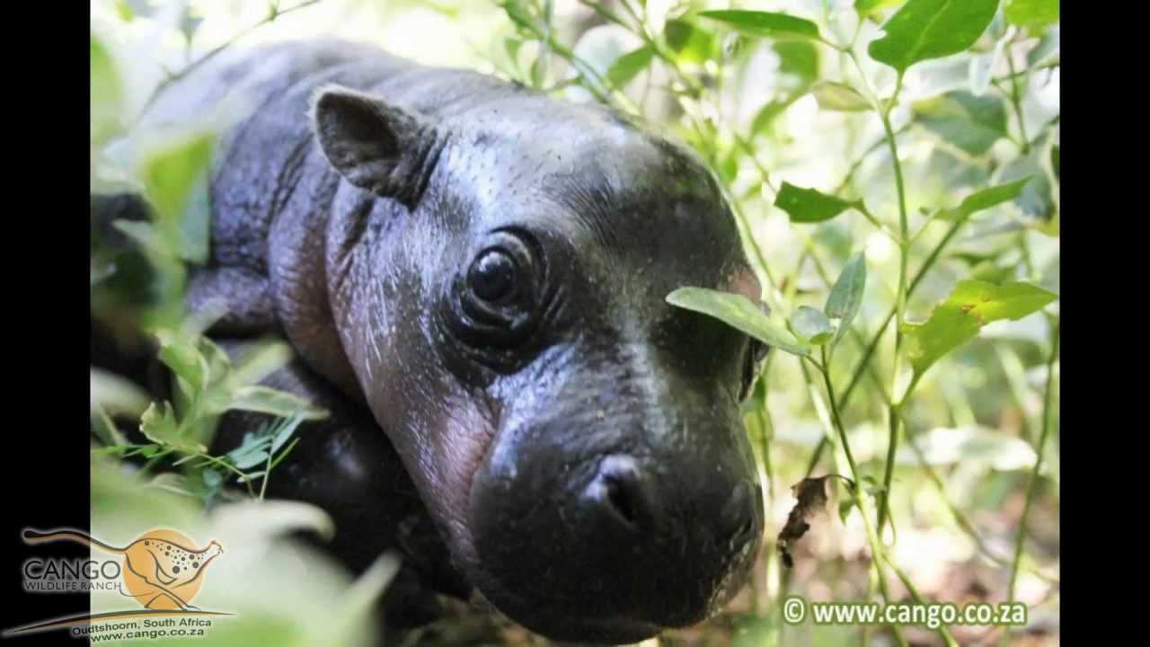 RIP Prince Harry the Hippo