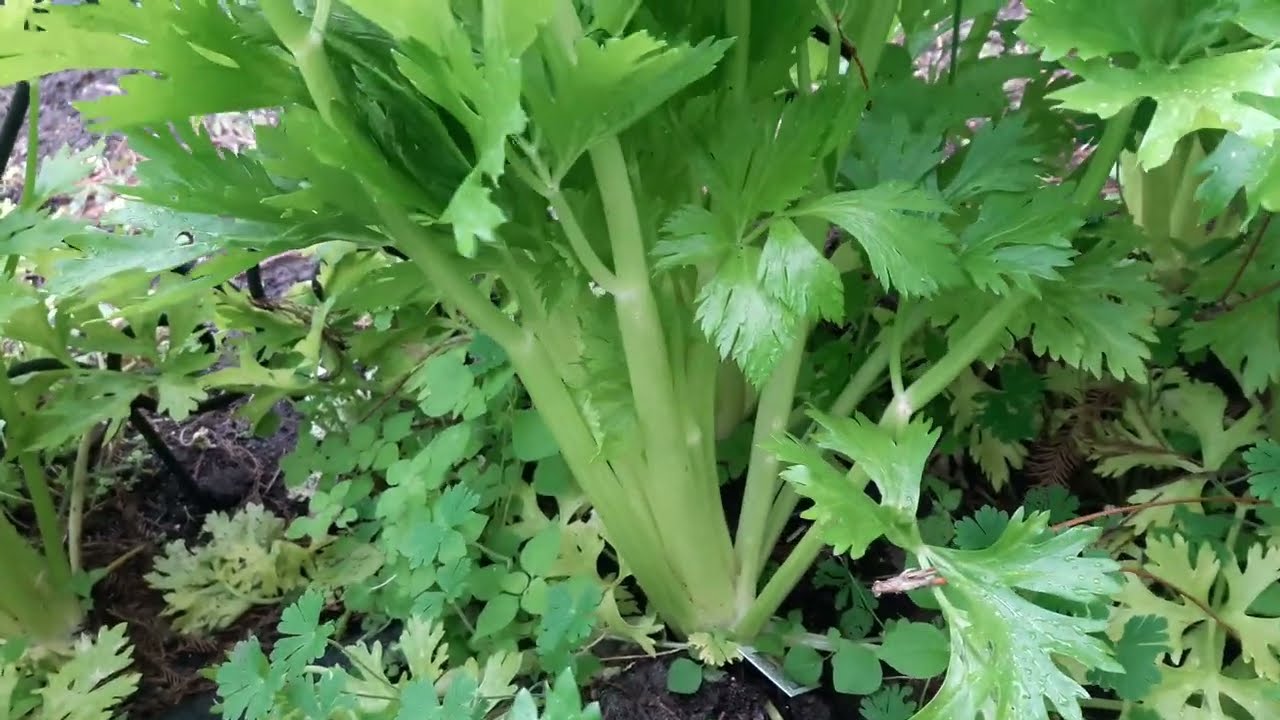 Comparing Golden Self-blanching vs Tendercrisp Celery | Southern Latitudes