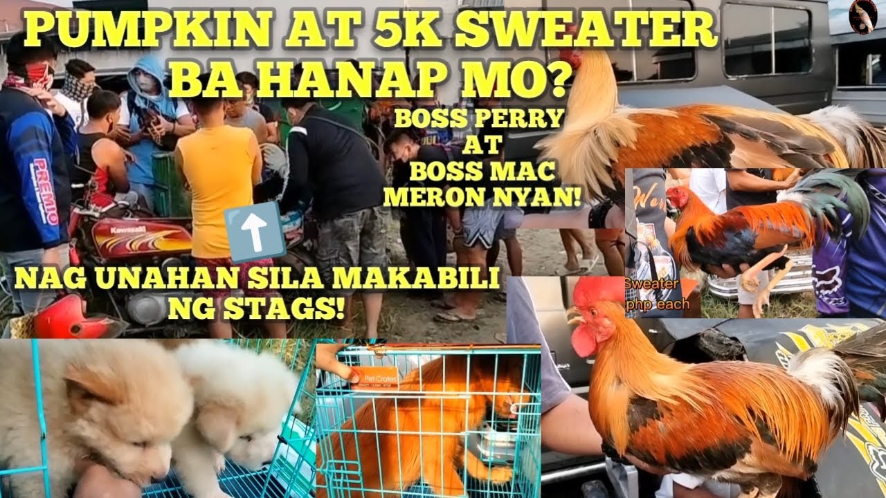 PUMPKIN AT 5K SWEATER BA HANAP MO?: TIANGEAN NG PETS AND FARM ANIMALS: BOCAUE BULACAN.