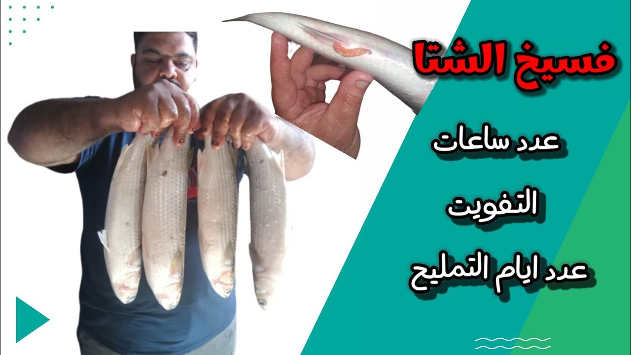 فسيخ الشتا عدد ساعات التفويت وأيام التمليح وتقدير كمية الملح