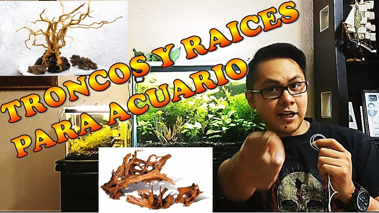 Troncos para Acuario - cuales si y cuales no - como curarlos?