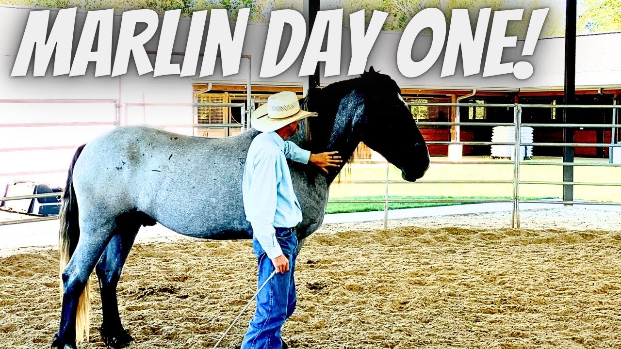 Marlin Day 1 | Blue Roan Percheron Quarter Horse Cross | Horse Training