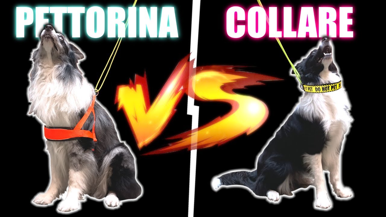 PETTORINA o COLLARE per INSEGNARE  a NON TIRARE??