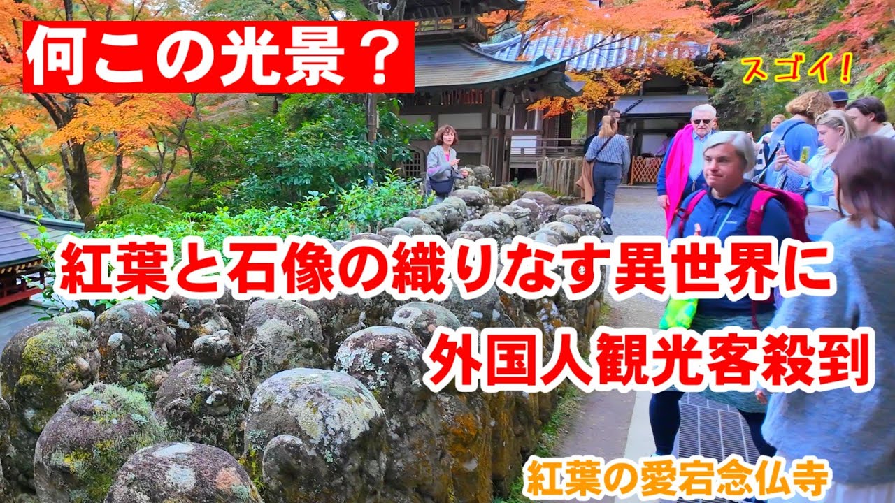 11/14(金)何この光景？紅葉と石像の織り成す異世界に外国人観光客殺到【奥嵯峨 愛宕念仏寺の紅葉】