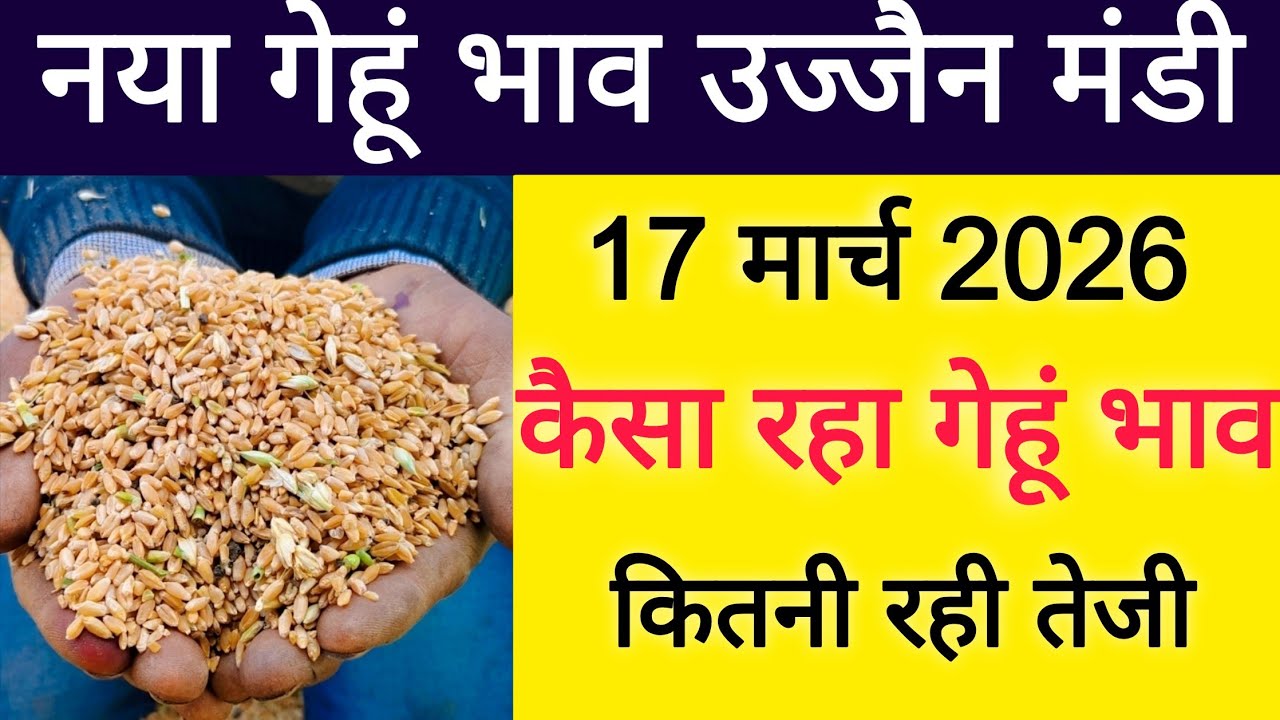 New wheat price 17 March 2026 : gehu bhav ujjain Mandi : gehu live bhav ujjain Mandi 