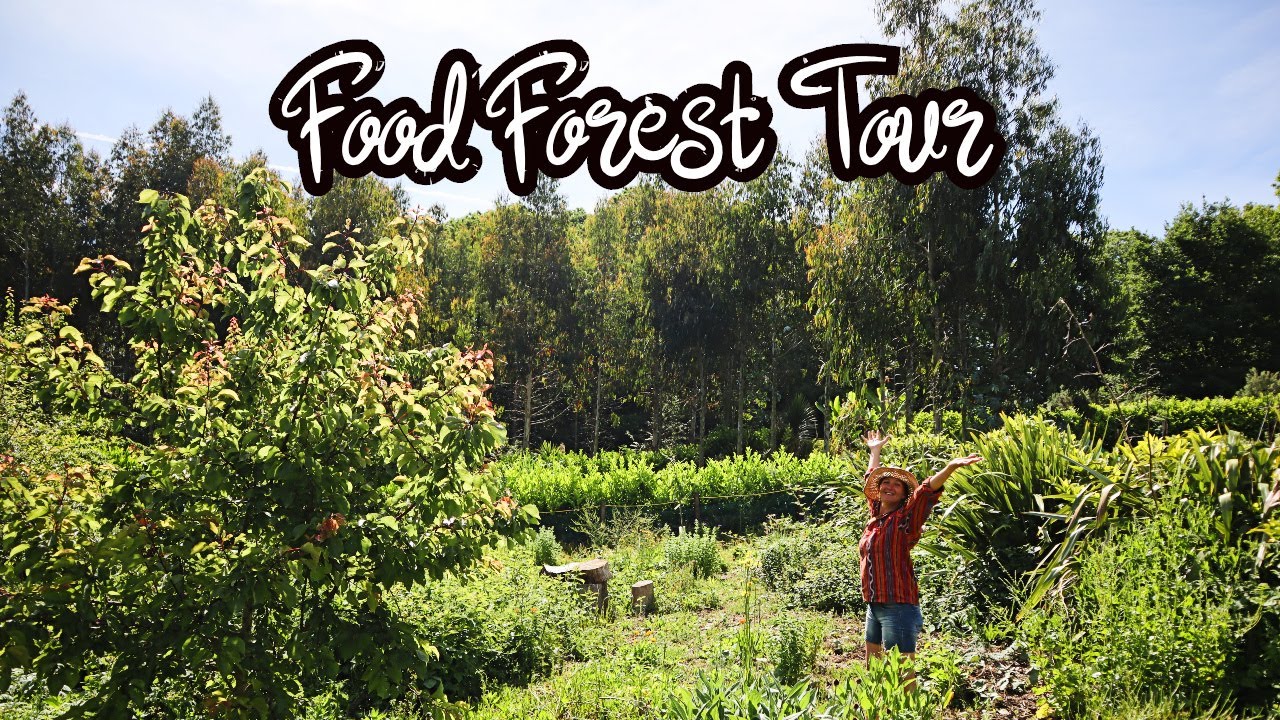 UK Food Forest Bursting with Fruit - Year 4 - Temperate Climate Forest Garden Tour - Zone 9a
