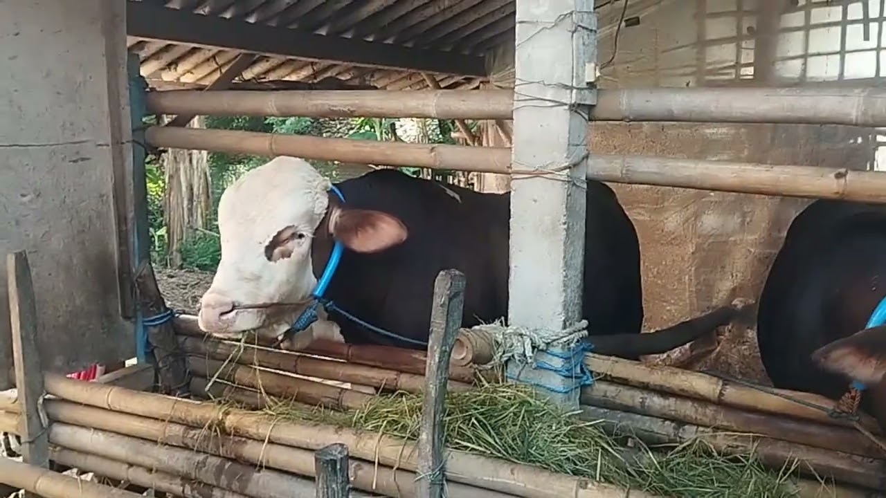 AKTIFITAS PAGI DI KANDANG??#sapi #sapigemuk #sobatngaret #ternak #cow #sapimakan 