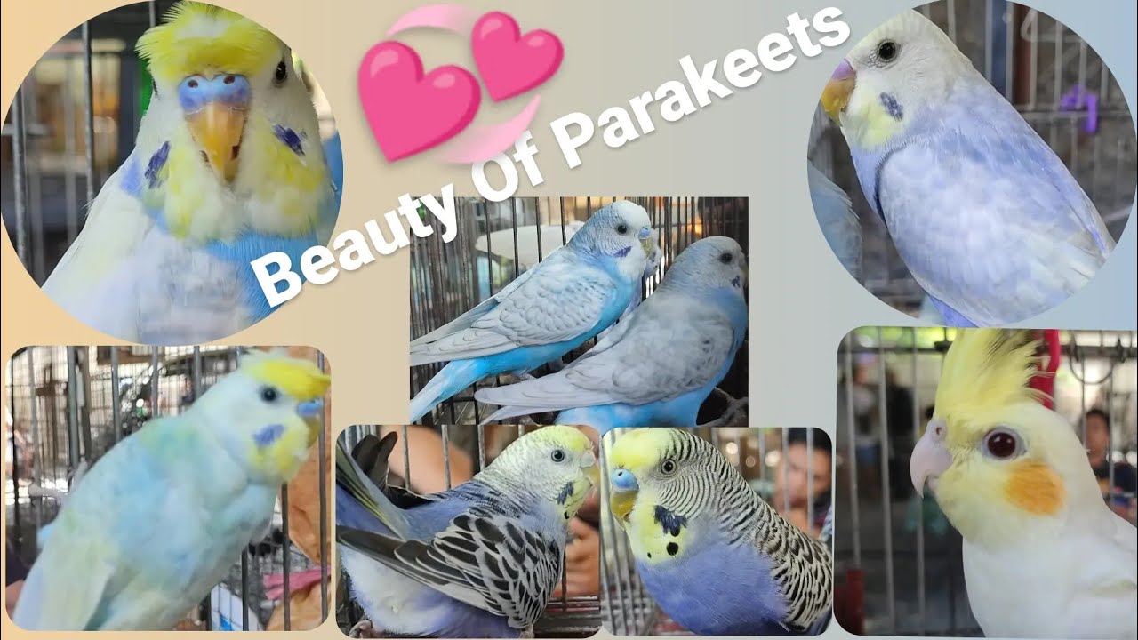 Beautiful Parakeets 💞 Dominant Pied Spangle Rainbow Follow Vio 😱😱😱🫶💞❤️Lutino